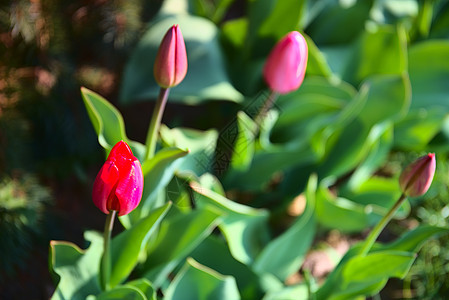 花朵中的郁金香生日植物学花园花瓣花束场地叶子粉色宏观植物图片