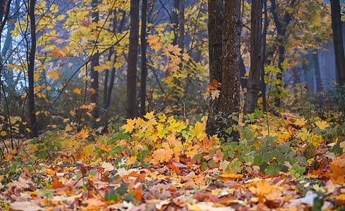 森林中美丽的秋天小道 自然背景树叶树木地毯环境远足风景森林金子叶子人行道图片