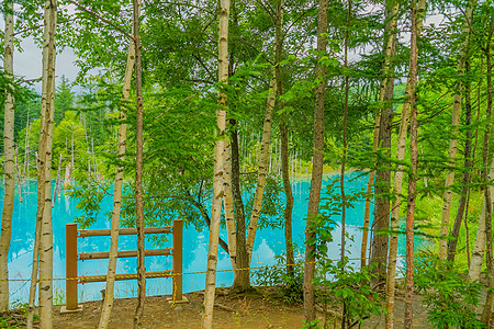 北海道Bieicho的蓝色池塘表面景点植物拍照景色安装地球木头负离子壁纸图片