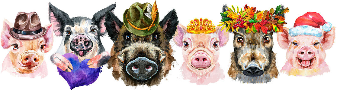 猪的边界 猪和野猪的水彩色肖像荒野插图卡通片紫色宠物动物打印帽子海报朋友图片