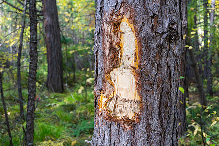 松树 树皮和灌木树脂被破坏痕迹树干背景康复木头松脂木质森林缺口区域图片