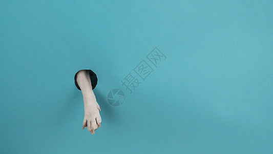 纸上蓝色背景的狗爪从洞里出来 复制空间毛皮明信片海报伴侣情绪框架宠物小样墙纸小狗图片