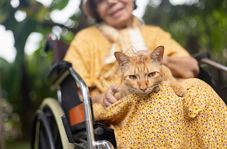 在后院轮轮椅上用姜猫的老年妇女动物宠物成人病人房子祖母皮肤花园疗法压力图片