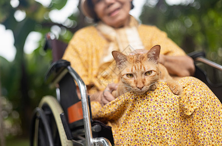 在后院轮轮椅上用姜猫的老年妇女动物宠物成人病人房子祖母皮肤花园疗法压力图片