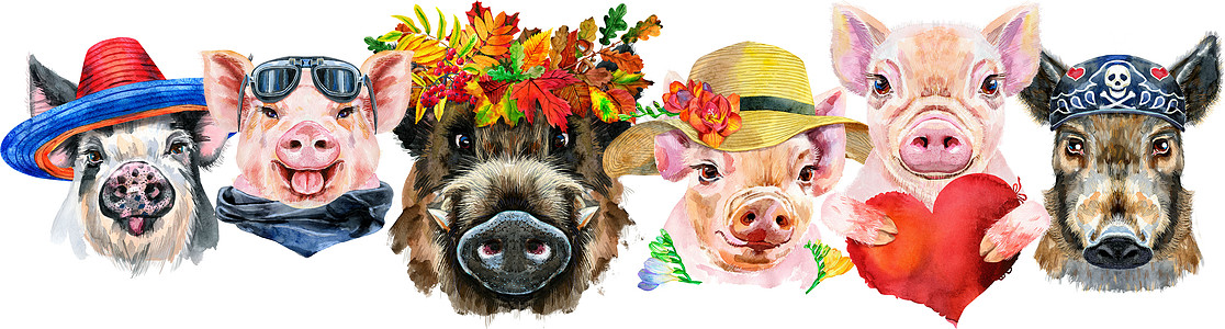 猪的边界 猪和野猪的水彩色肖像草图插图动物荒野水彩庆典猪肉农场公猪伴侣图片