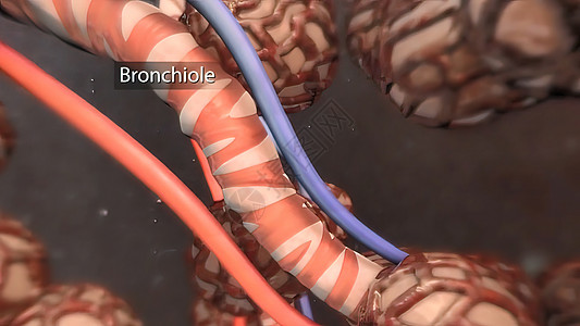 支气管是风管的延伸 将空气输送到肺部视频生物学科学肺科气管支气管炎解剖学哮喘呼吸道身体图片