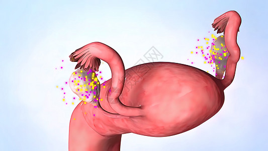女性雌激素激素激素分泌3D插图雌激素卵巢动画生长毛囊排卵月经回收内分泌妇科图片