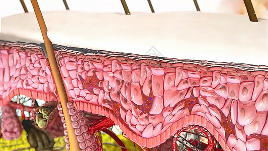 皮肤解解剖结构癌症表皮组织事故插图解剖学晒斑卵泡损害器官图片