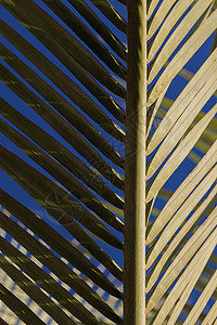 部分影子棕榈叶 其他部分阳光照光 抽象绿色纹理图片
