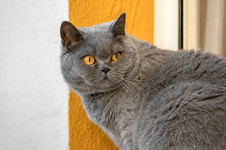 黄色眼睛的灰色英国猫在白色黄色背景上转过身来图片