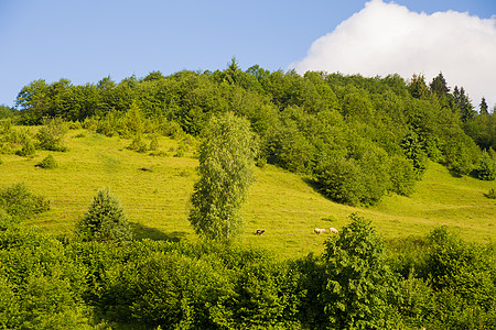 夏季喀尔巴阡山自然旅行木头羊肉农场动物场地房子环境风景天空图片