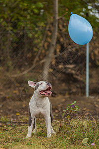 使用气球玩的斗牛犬职员猎犬天空员工飞行活力游戏动物幸福草地图片