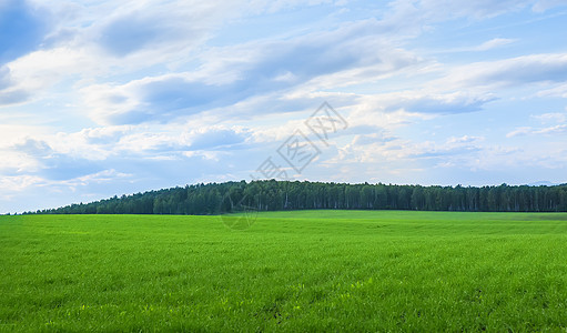 绿地和森林在远处图片