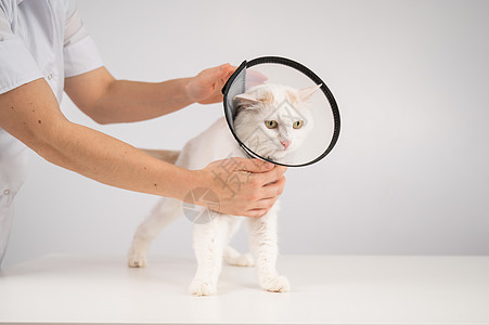 手术后兽医在猫身上贴了个塑料锥颈项圈宠物疾病医生猫咪病人卫生帮助晶须保健诊断图片