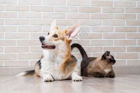 Corgi三色和泰国猫 在砖墙的背景伙伴家庭猫咪说谎友谊宠物胡须哺乳动物小猫朋友们图片