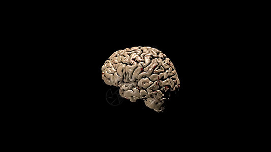 3D医学人体大脑插图药理半球细胞语料库小脑学习风暴胼胝体心理智力图片