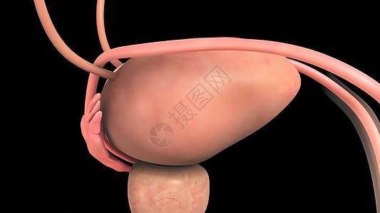 带有医疗概念消化系统的人金球刀形解剖泌尿道3d泌尿系统尿液渲染科学解剖学器官肾脏前列腺炎背景图片