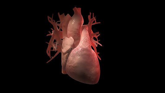 从医学上准确说明心脏有3个绕行器解剖学绘画疾病心血管疼痛渲染技术x光打印凝块图片