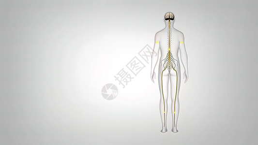 人体神经系统3D 神经系统医学插图 身体接收脑部的信号脖子皮肤骨骼生物学血管艺术品结构解剖学运动员科学背景