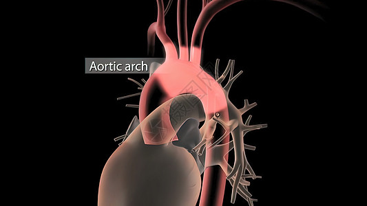 人类循环系统心脏跳动解剖3D导体概念肌肉男性身体静脉视频生物学流量动脉信息3d图片