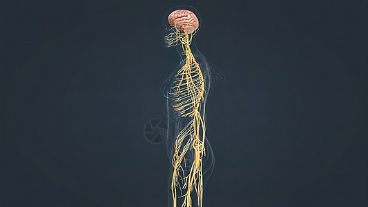 人脑和神经系统基因皮层细胞神经元生物科学轴突虚拟现实风暴药品图片