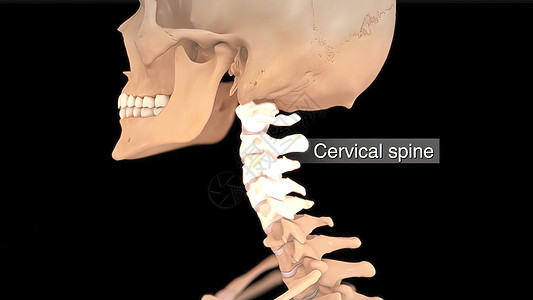 健康的脊柱系统和光盘系统脖子按摩医生骨骼椎骨韧带静脉生长解剖学技术图片