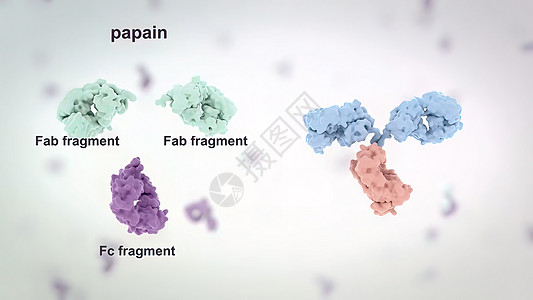 抗体是免疫系统为防治感染而生产的蛋白质考试科学肿瘤癌症染色体监视器微生物药品程序扫描图片