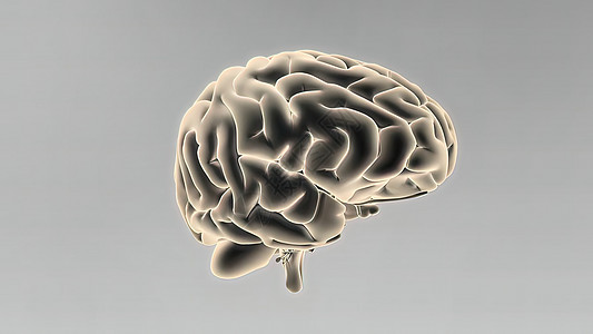 3D医学人体大脑插图卫生药品神经元医生学习语料库胼胝体心理科学生物学图片