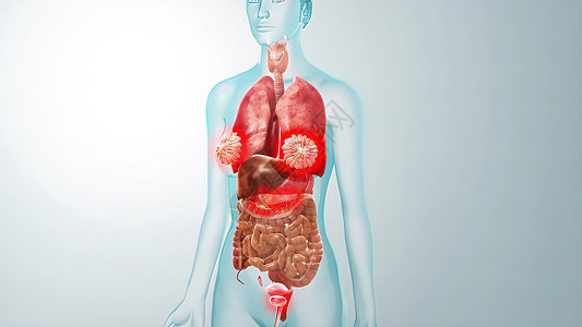 医学概念解剖 3D 解释性说明插图生物学疼痛病人花胶渲染保健器官药品生物五脏六腑图片