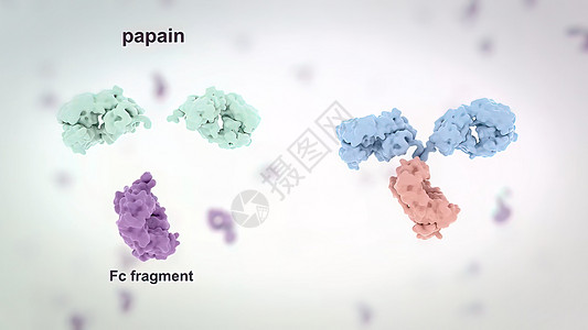 抗体是免疫系统为防治感染而生产的蛋白质细菌全息疾病医院界面3d肿瘤微生物外科解剖学图片