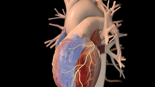 3D 人类心跳解剖说明脉动器官心脏人心生物学主动脉脉冲心绞痛动脉瘤血管图片