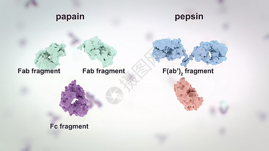 抗体是免疫系统为防治感染而生产的蛋白质细菌解剖学粒子微生物外科科学微生物学屏幕程序监视器图片