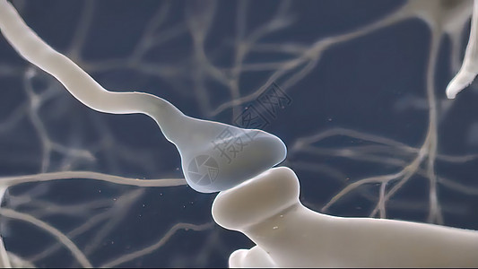 脑细胞突触 显示释放的化学信使或神经传送器解剖学头脑系统神经元生物学网络科学智力信号记忆图片