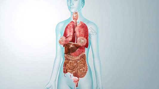 医学概念解剖 3D 解释性说明插图生物学蓝色病人解剖学艺术品疼痛卫生男人科学渲染图片