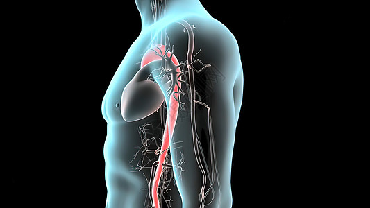 3D 脉搏剖腹膜动脉瘤医学插图事故腹部生理大肠消化胰岛素身体糖尿病肋骨糖病图片