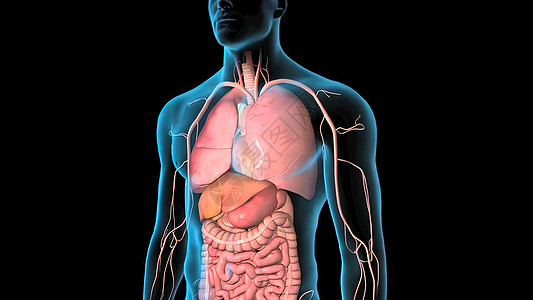 人类循环系统心脏跳动解剖3D导体概念心血管中庭生物学解剖学图表静脉身体动脉视频心室图片