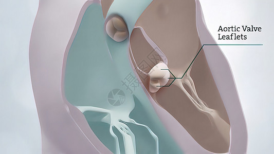 心解剖术 3D奥氏谷医学保健身体肌肉卫生心电图疾病心脏病学压力心肌主动脉图片