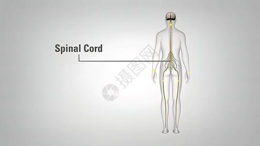 3D 神经系统医学插图 身体接收脑部的信号保健男人血管艺术艺术品数字人体肌肉生物学药品图片