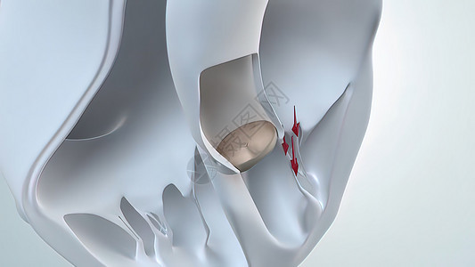心解剖术 3D奥氏谷医学心电图卫生流动插图心室身体肌肉攻击静脉动脉图片