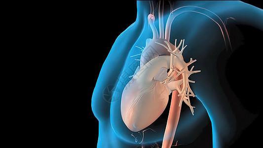 心脏的Aorta 血液从心脏流出 人类心解剖3d器官男性药品静脉生物学攻击身体心室主动脉图片