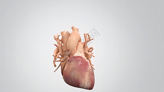 健康的人类心脏和心脏阀医疗器械医生手术线血管手术心血管保健猪心实验室器材图片
