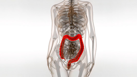 医疗3D插图 医生3D插图科学泌尿科身体尿液腹部肾脏骨骼肠胃信息输尿管图片