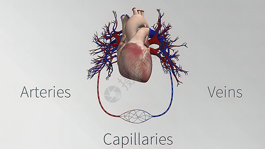 心血管系统的血管是心脏 动脉 毛细血管和静脉血栓动画横截面生物学血球形成红细胞白细胞心室身体图片