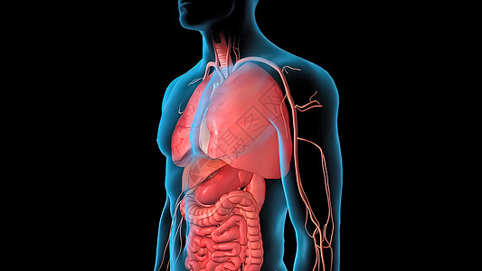 人类循环系统心脏跳动解剖3D导体概念插图器官动脉男性信息静脉心血管中庭科学主动脉图片