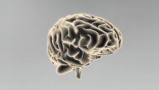3D医学人体大脑插图思考胼胝体网络药理神经元细胞学习医生半球科学图片