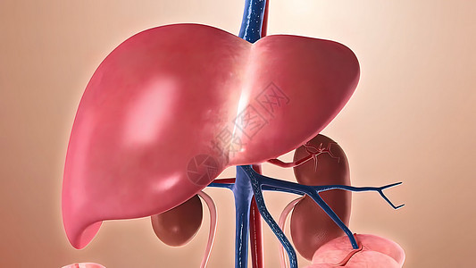 人体结构 人体器官 以肝脏为主的器官船只生活方式动脉主动脉宏观部位静脉科学考试药品图片