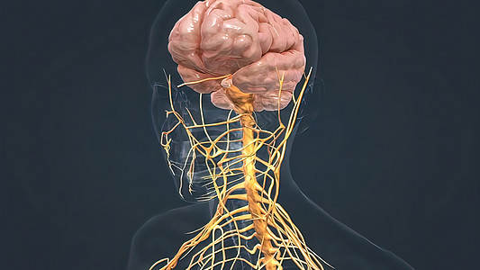 人脑和神经系统遗传学生物学风暴深度身体3d头脑决策生物网络图片