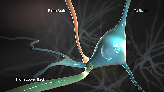 从脊髓发出信号并传播到脑部的信号头脑生物网络智力神经元蓝色粒子神经活力细胞图片