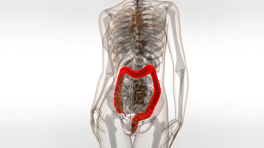 人类科朗3D医疗解剖过程尿道插图肠胃生理生物学科学消化图表单位图片