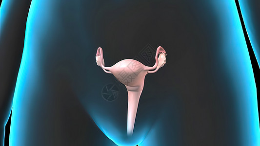 宫颈 子宫 卵巢 女性3D插图风格 内脏器官船只身体静脉手术妇科医院心脏病学胰腺男人怀孕图片